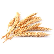 Heads of wheat