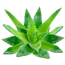 A small Aloe vera plant