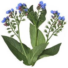 Organic comfrey leaf is rich in Calcium and Vitamin C. It helps prevent dryness and promotes hair growth.
